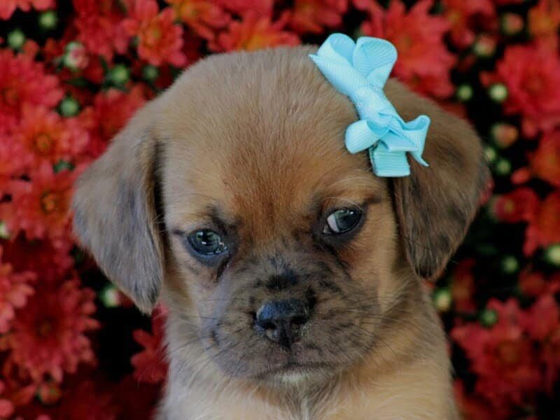 Rosco, a Puggle puppy in Kentucky.