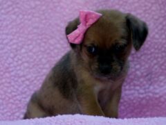 Photo1 for Rosie