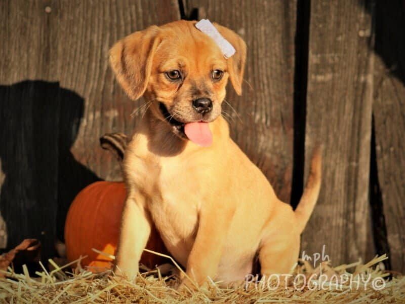 Rosie image