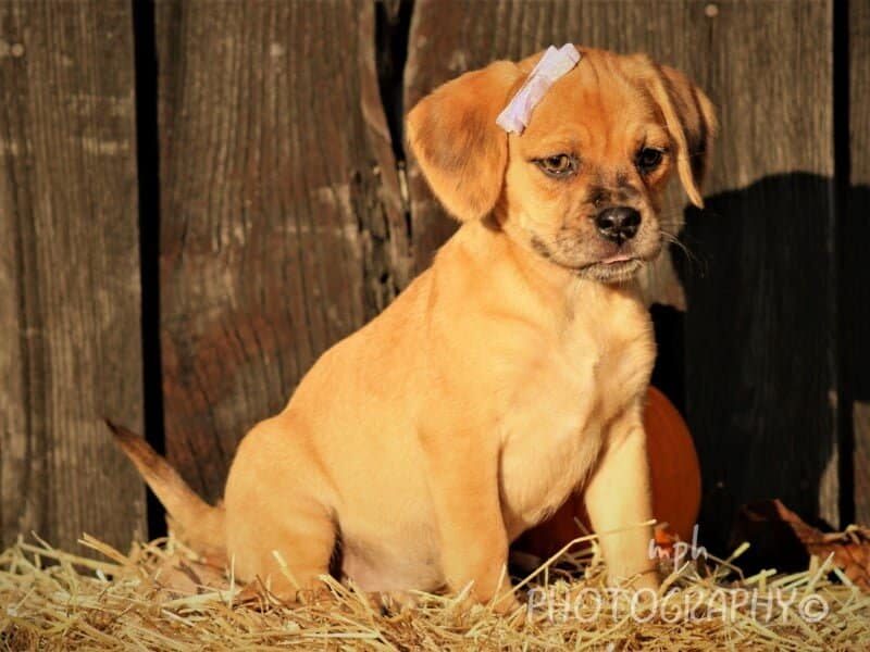 Rosie, a Puggle puppy at Rocky Top Puppies in Kentucky.