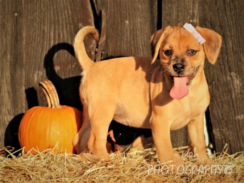 Rosie, a Puggle puppy at Rocky Top Puppies in Kentucky.