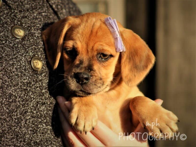 Rosie, a Puggle puppy at Rocky Top Puppies in Kentucky.