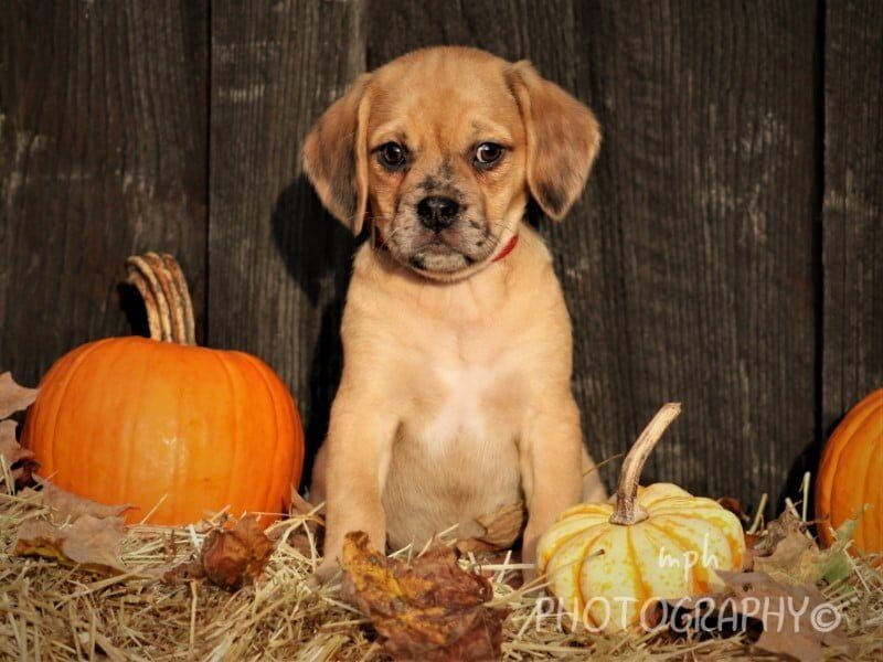 Ruby, a Puggle puppy in Kentucky.