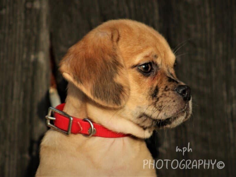 Ruby, a Puggle puppy in Kentucky.