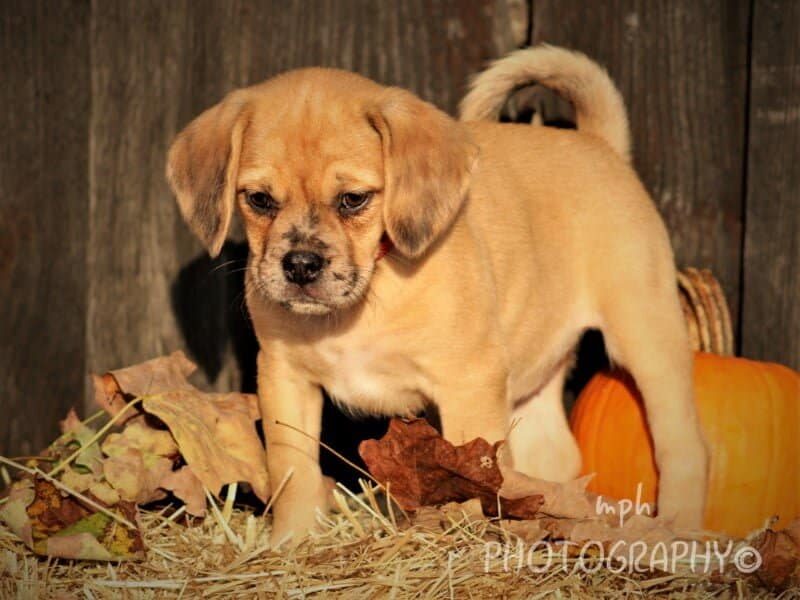 Ruby, a Puggle puppy in Kentucky.