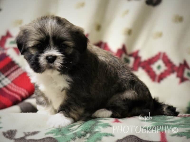 Dakota, a Lhasa Apso puppy at Rocky Top Puppies in Kentucky.