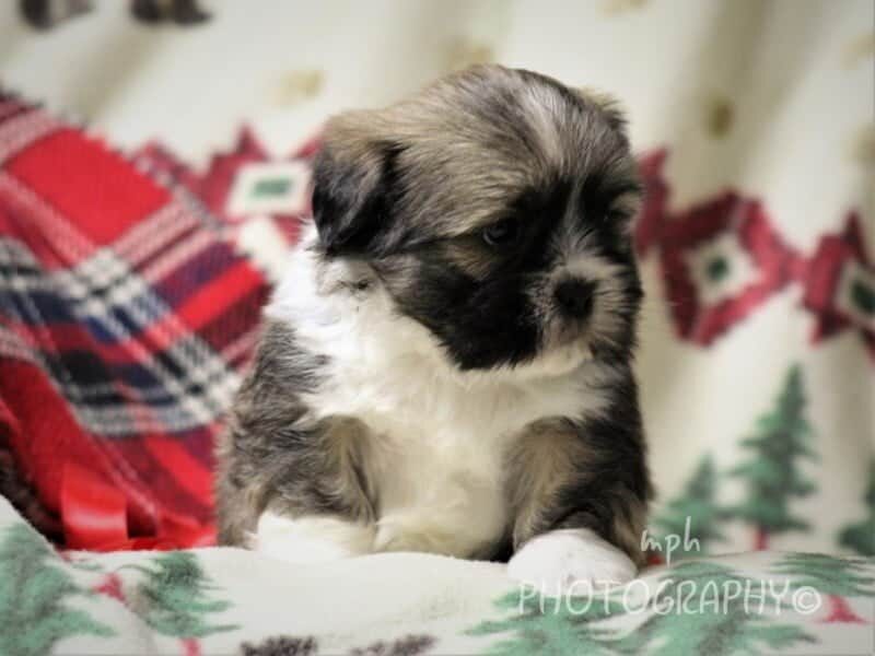 Dakota, a Lhasa Apso puppy at Rocky Top Puppies in Kentucky.