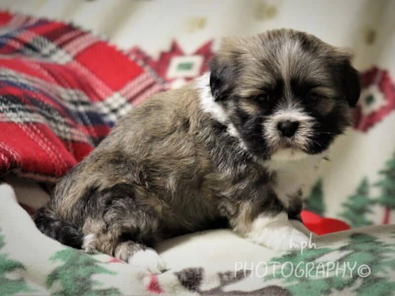 Dakota, a Lhasa Apso puppy at Rocky Top Puppies in Kentucky.