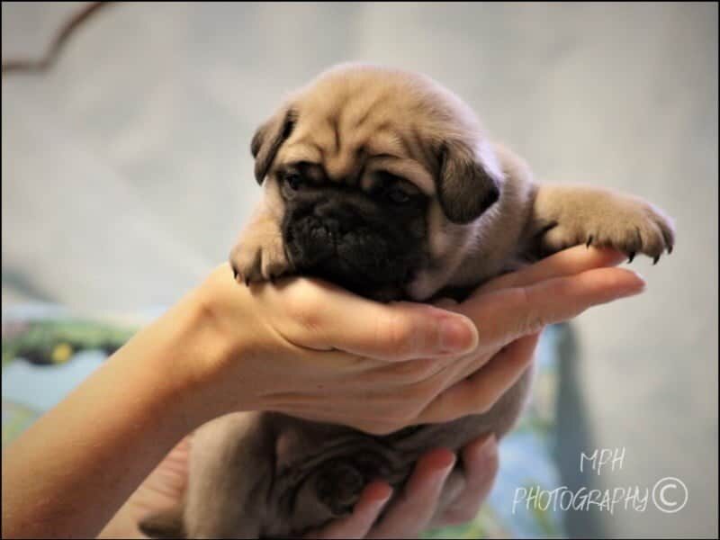 Zach, a Pug puppy in Kentucky.