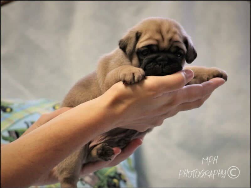 Zach, a Pug puppy in Kentucky.