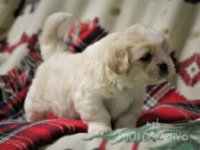 Photo of Dusty