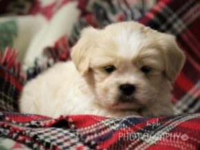 Photo of Dusty