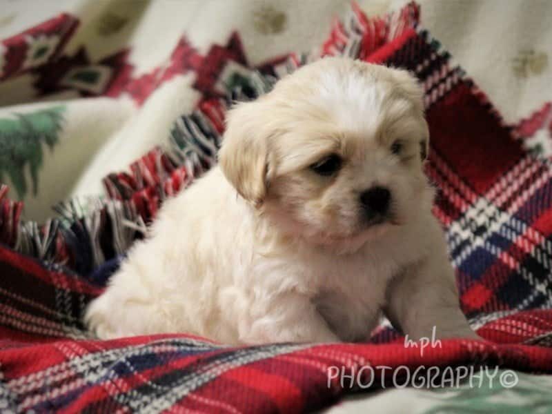 Dusty, a Lhasa Apso puppy in Kentucky.