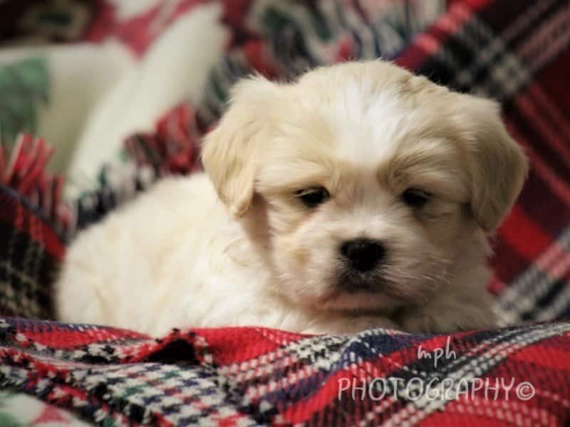 Dusty, a Lhasa Apso puppy in Kentucky.