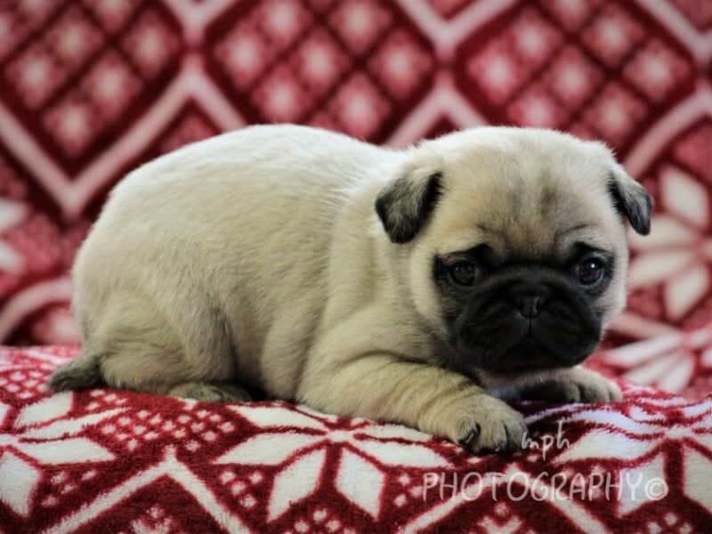Makayla, a Pug puppy in Kentucky.