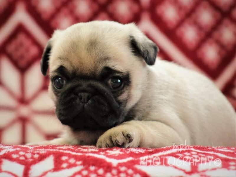 Makayla, a Pug puppy in Kentucky.