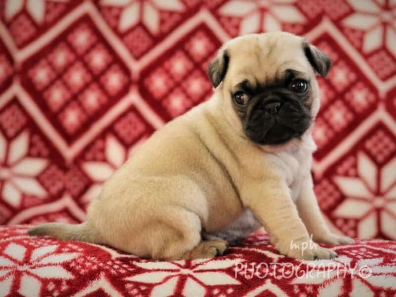 Makenzie, a Pug puppy in Kentucky.