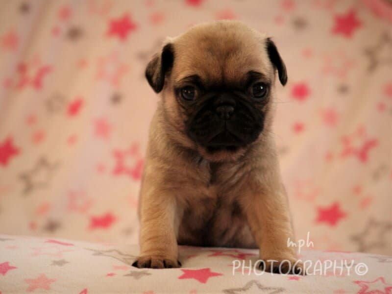 Maleah, a Pug puppy in Kentucky.