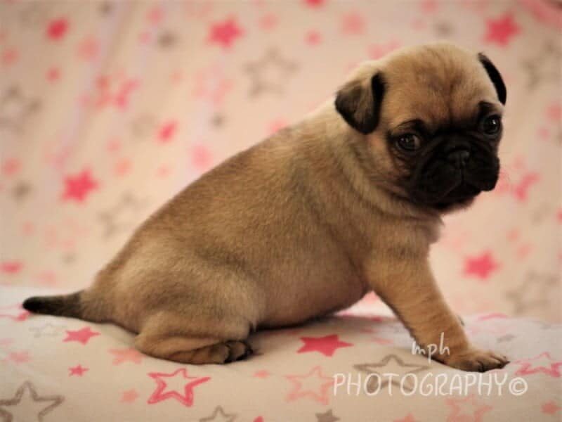 Maleah, a Pug puppy in Kentucky.