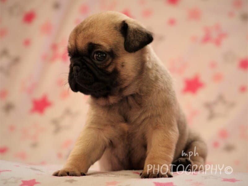 Maleah, a Pug puppy in Kentucky.