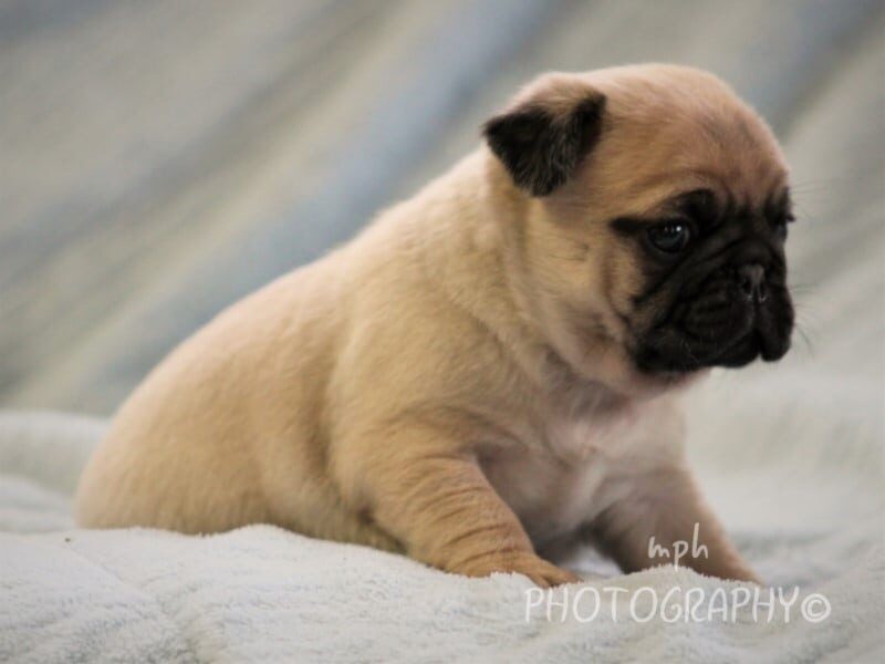 Maxwell, a Pug puppy in Kentucky.