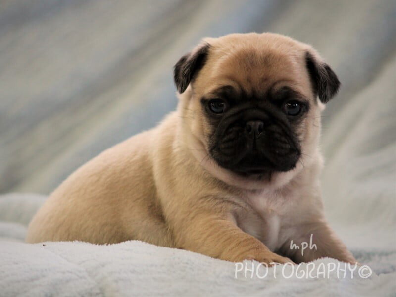 Maxwell, a Pug puppy in Kentucky.