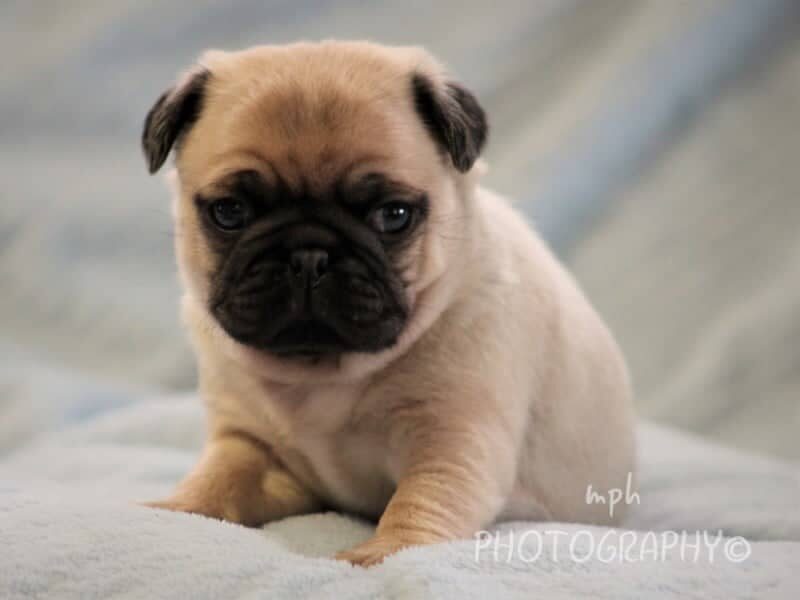 Maxwell, a Pug puppy in Kentucky.