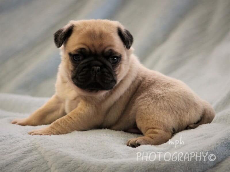 Maxwell, a Pug puppy in Kentucky.