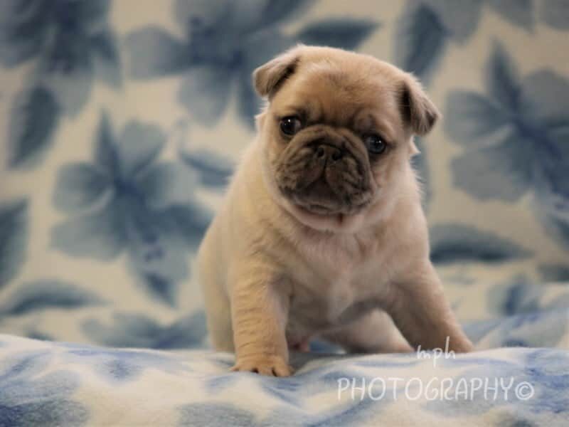 Starbuck, a Pug puppy at Rocky Top Puppies in Kentucky.