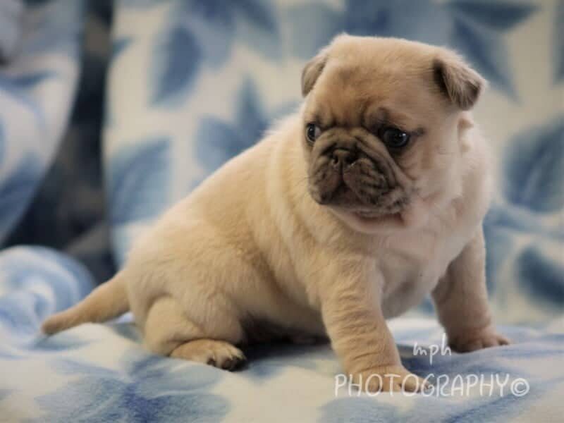 Starbuck, a Pug puppy at Rocky Top Puppies in Kentucky.