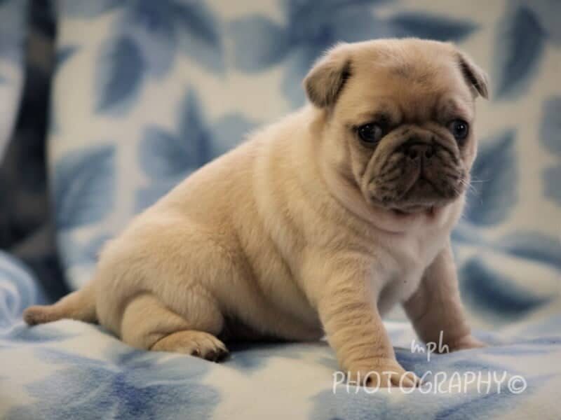 Starbuck, a Pug puppy at Rocky Top Puppies in Kentucky.