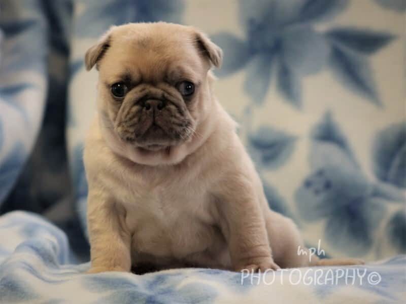 Starbuck, a Pug puppy at Rocky Top Puppies in Kentucky.