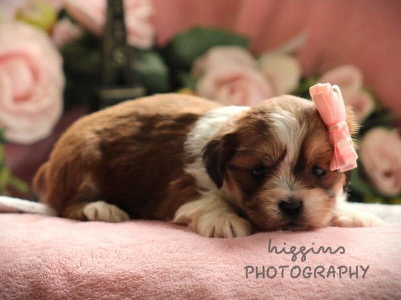Paisley, a Lhasa Apso puppy in Kentucky.