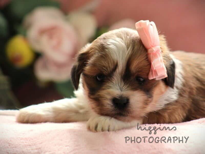 Paisley, a Lhasa Apso puppy in Kentucky.
