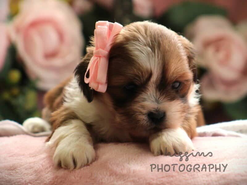 Paisley, a Lhasa Apso puppy in Kentucky.