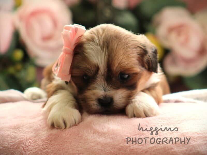 Paisley, a Lhasa Apso puppy in Kentucky.