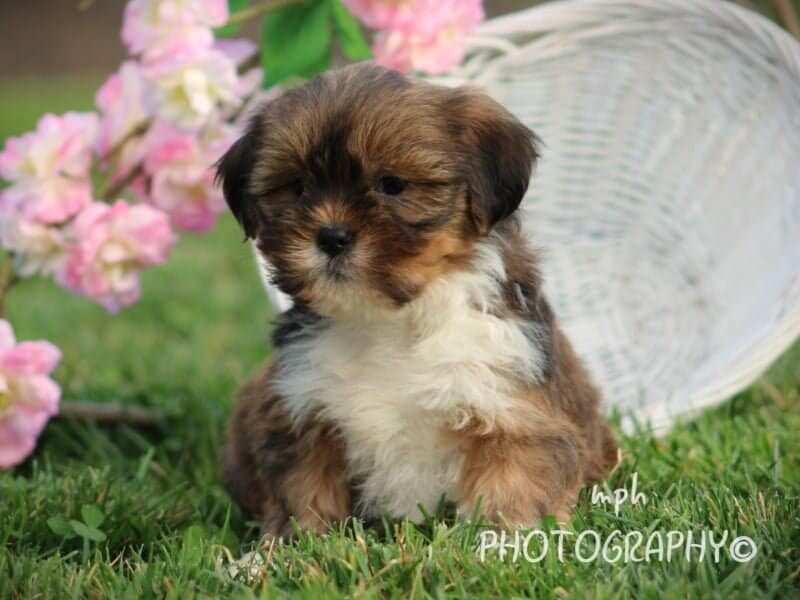 Paris, a Lhasa Apso puppy in Kentucky.