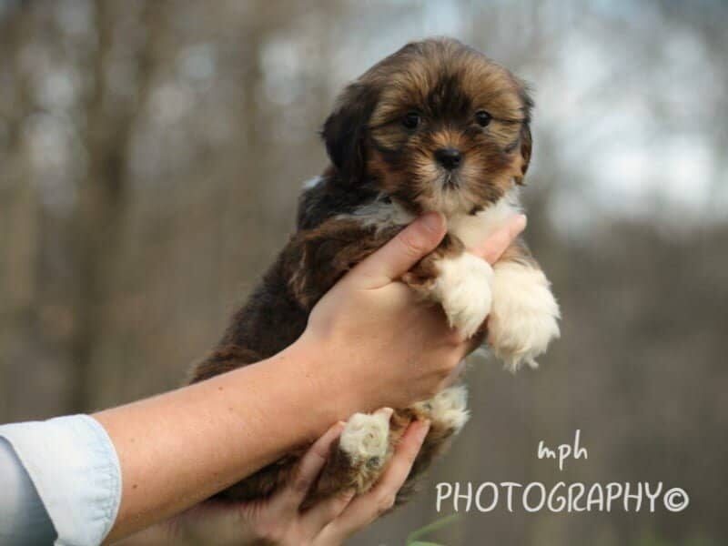 Paris, a Lhasa Apso puppy in Kentucky.