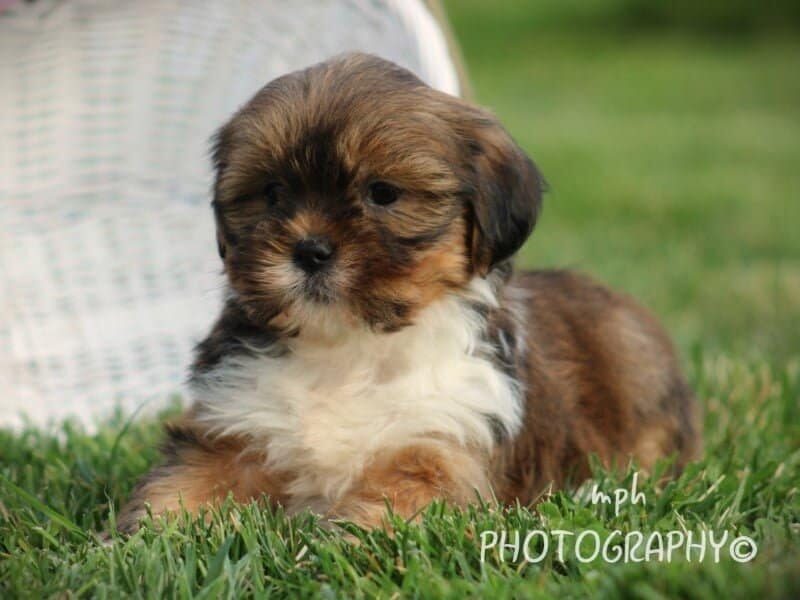 Paris, a Lhasa Apso puppy in Kentucky.