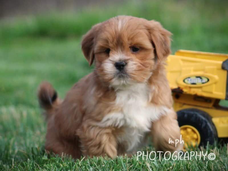 Parker, a Lhasa Apso puppy in Kentucky.