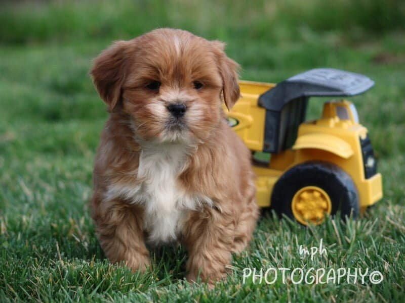 Parker, a Lhasa Apso puppy in Kentucky.