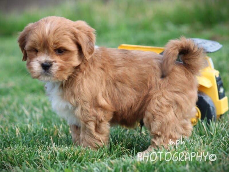 Parker, a Lhasa Apso puppy in Kentucky.