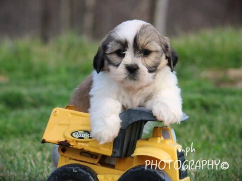 Princeton, a Lhasa Apso puppy in Kentucky.