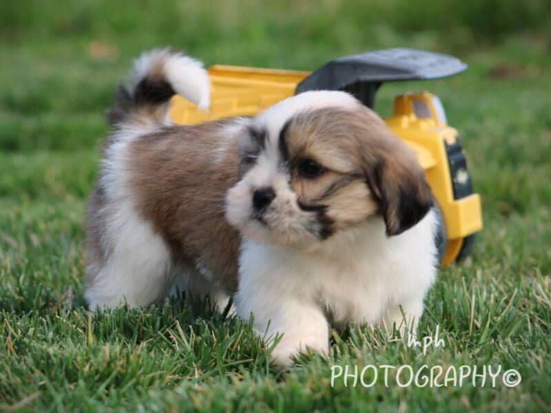Princeton, a Lhasa Apso puppy in Kentucky.
