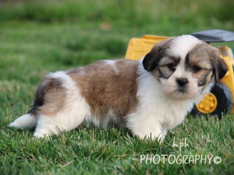 Princeton, a Lhasa Apso puppy in Kentucky.