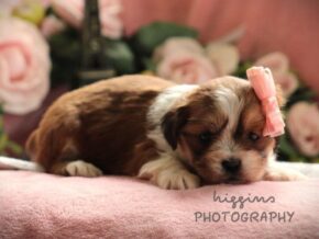 Photo of Paisley