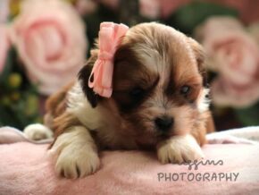 Photo of Paisley