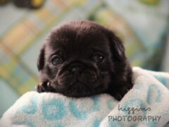 Photo2 for Kip