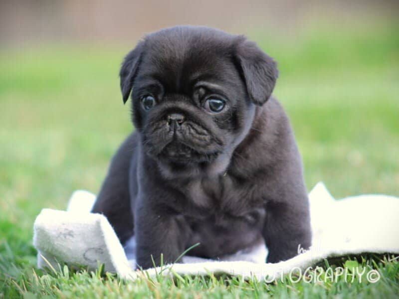 Kip, a Pug puppy in Kentucky.
