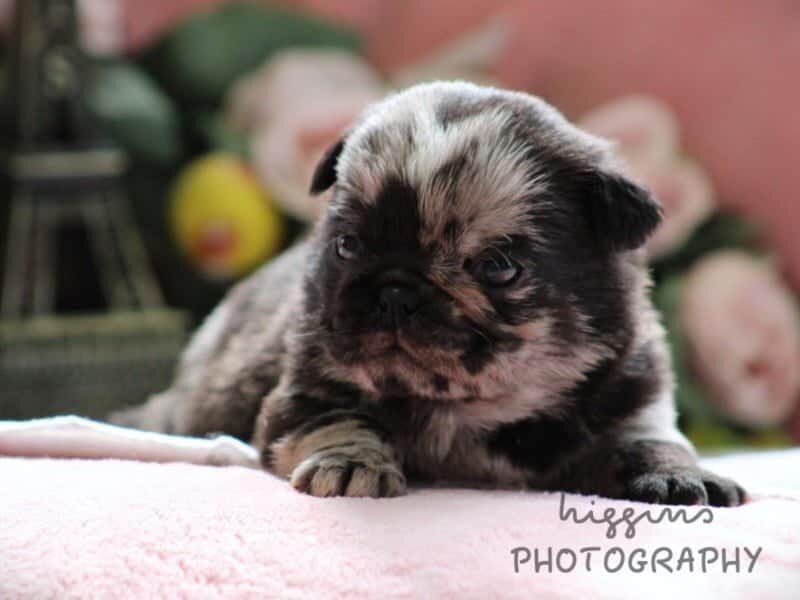 Kira, a Pug puppy at Rocky Top Puppies in Kentucky.